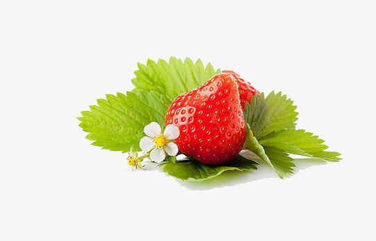 躺在绿叶上的草莓png免抠素材_88icon https://88icon.com 果实 白花 绿叶 草莓 莓叶