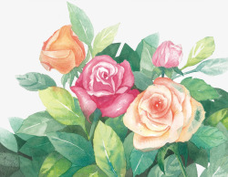 彩绘玫瑰花花卉元素素材