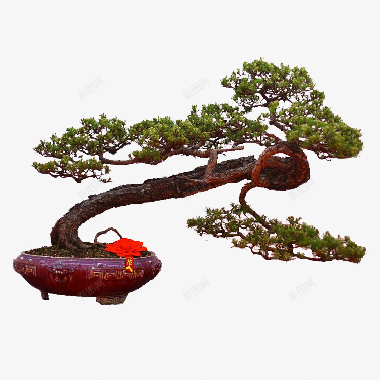松树松树png免抠素材_88icon https://88icon.com 中国风 松树图片松树 盆栽图片 绿松树