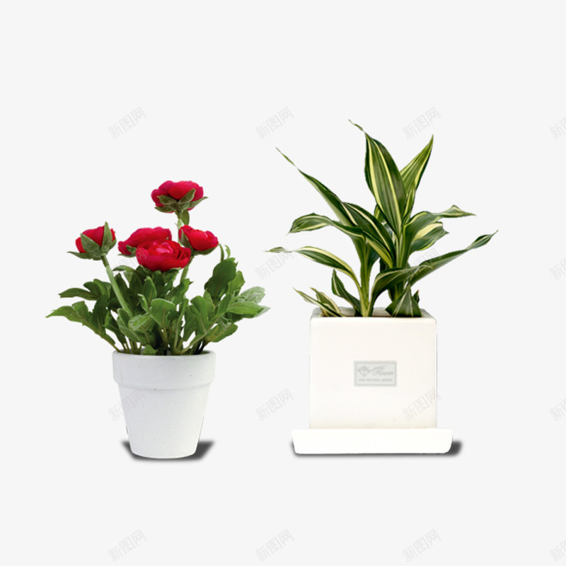 花朵盆栽psd免抠素材_88icon https://88icon.com 万年青 盆栽 红色 花朵