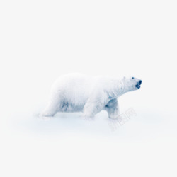 圣诞节大熊圣诞节北极熊高清图片