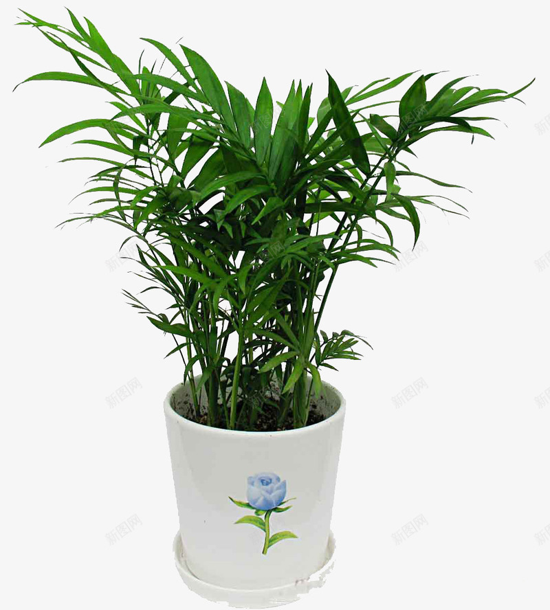 绿色盆栽植物png免抠素材_88icon https://88icon.com 产品实物 植物 盆栽 绿色植物 装饰盆栽