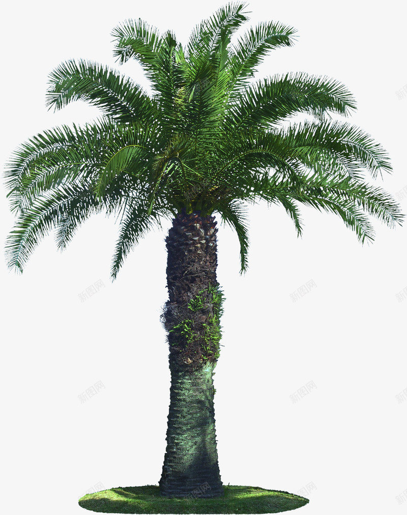 海滩阳光别墅植物png免抠素材_88icon https://88icon.com 别墅 植物 海滩 阳光