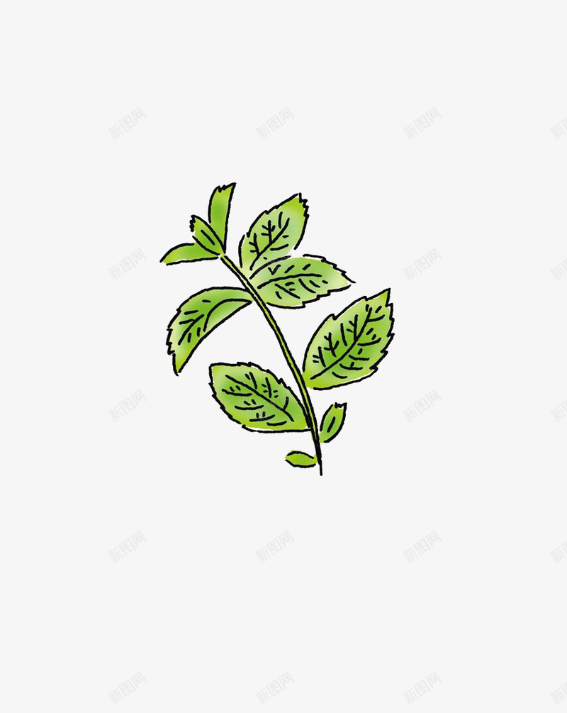 薄荷叶png免抠素材_88icon https://88icon.com 叶子 手绘 绿色 薄荷叶