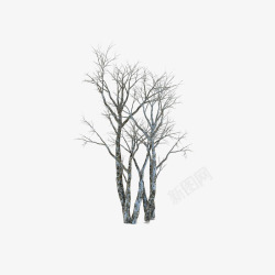 手绘枯树枝光秃秃的白桦树高清图片