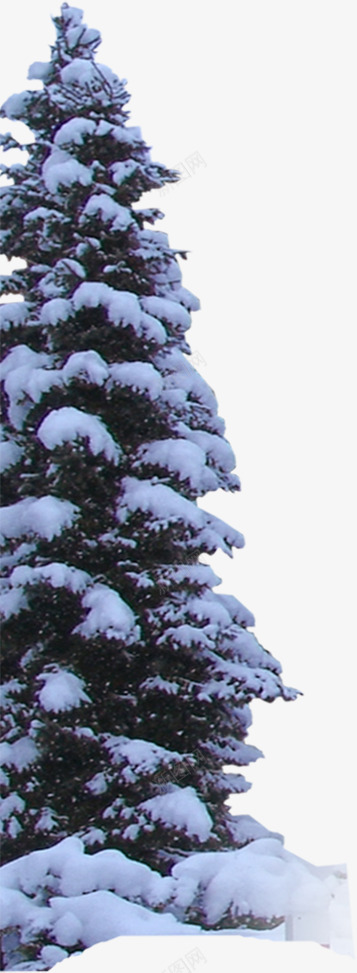 冬季圣诞节雪景植物png免抠素材_88icon https://88icon.com 冬季 圣诞节 植物 雪景