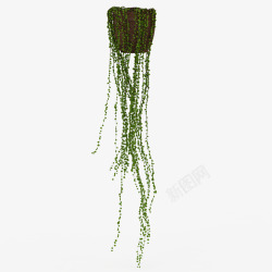 柱子鲜草绿色垂吊植物盆栽鲜草绿色垂吊植物高清图片