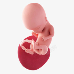大头宝宝闭眼大头的胎儿高清图片