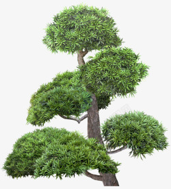 盆栽松树实物素材