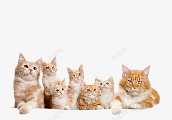 可爱得猫咪片png免抠素材_88icon https://88icon.com 可爱的小猫一家人 圣诞节装饰图片 毛茸茸的小动物图片 猫咪背景图片