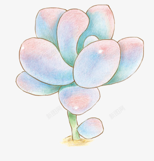 手绘石莲花psd免抠素材_88icon https://88icon.com 手绘 植物 石莲花 绿色