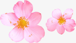 摄影粉红色的桃花素材