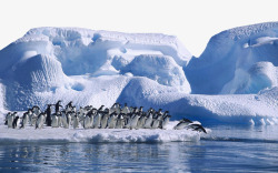 南极雪可爱的南极企鹅高清图片