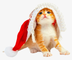 圣诞帽可爱猫咪素材