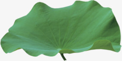 植物绿色单片荷叶素材