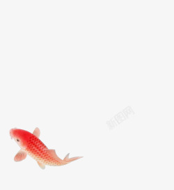 花鸟鱼红色鲤鱼素材