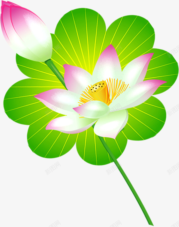 绿色荷叶花朵荷花花苞png免抠素材_88icon https://88icon.com 绿色 花朵 花苞 荷叶 荷花 高清