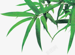 端午节绿色竹叶植物素材