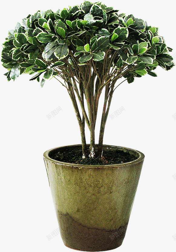 绿色盆栽植物装饰png免抠素材_88icon https://88icon.com 植物 盆栽 绿色 装饰