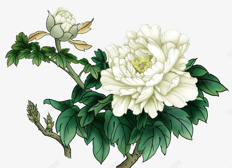 白色菊花手绘植物png免抠素材_88icon https://88icon.com 手绘 植物 白色 素材 菊花