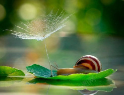 璐濆杈规荷叶上的蜗牛高清图片
