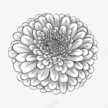 棉花球植物图片手绘线描重瓣菊花图标图标