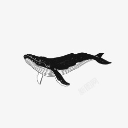 手绘一只黑色座头鲸插画素材