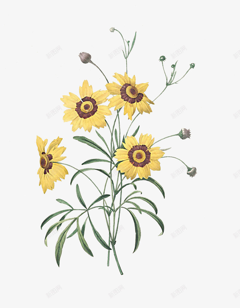 手绘小菊花png免抠素材_88icon https://88icon.com 小菊花 手绘 插画 文艺 植物 清新 绿色