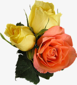 彩色唯美玫瑰花朵模糊素材