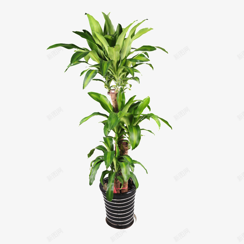 绿色植物盆栽png免抠素材_88icon https://88icon.com 净化空气 植物 盆栽 绿色