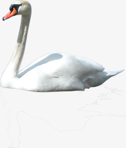 白色羽毛天鹅动物素材