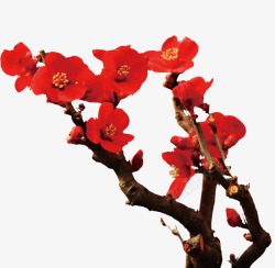 梅花照片红色梅花树枝111高清图片