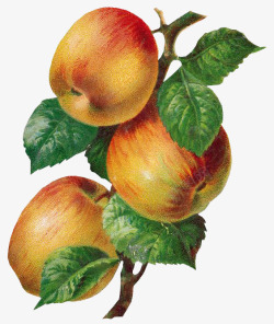 文艺复兴风格手绘苹果连枝带叶素材