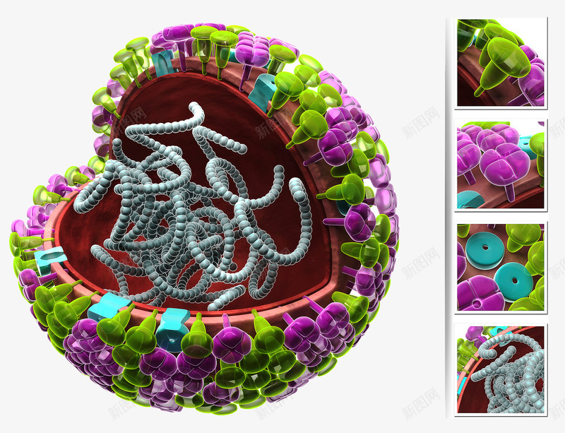 病毒细胞png免抠素材_88icon https://88icon.com 抗体 核糖核酸 病毒细胞 胆固醇