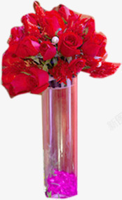 红色玫瑰花摄影盆栽素材