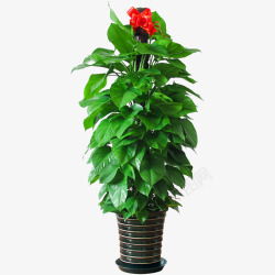 红色花朵绿色叶子盆栽素材