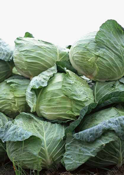 一堆新鲜的包菜png免抠素材_88icon https://88icon.com 产品实物 包菜 新鲜