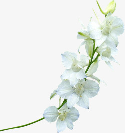 白色樱花素材