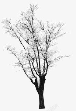 摄影创意白色的雪景树木素材