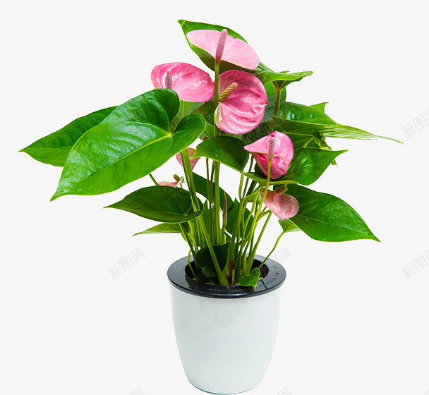 绿色塑料植物盆栽png免抠素材_88icon https://88icon.com 塑料 实物 植物盆栽 绿色