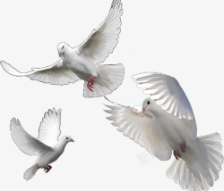 和平的鸽子素材