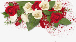 红色玫瑰花绿叶卡片素材