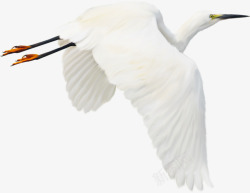 白色大雁飞翔的大雁高清图片
