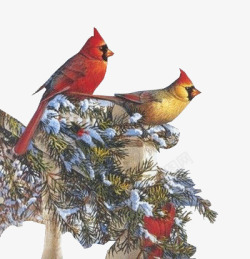 雪景在树枝上的鸟素材