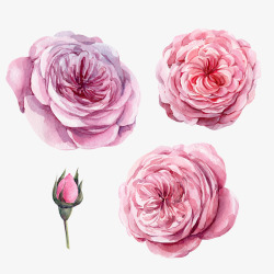 手绘水彩粉色花卉素材