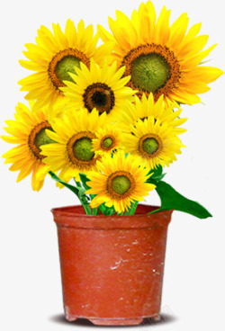 黄色盆栽向日葵创意花朵素材