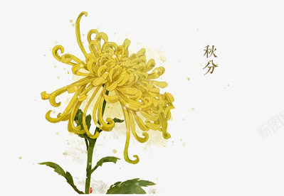 秋分png免抠素材_88icon https://88icon.com 24节气 植物 秋天 花卉 菊花 黄色