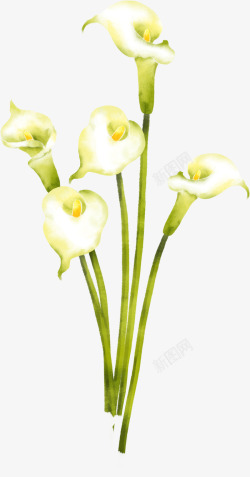 手绘白色马蹄莲花朵盆栽素材