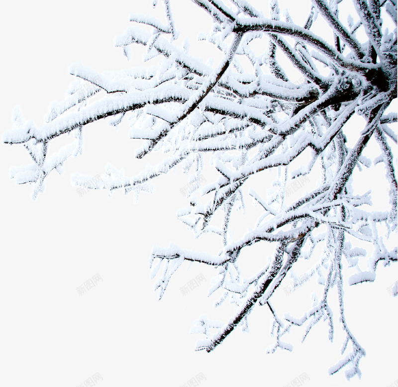 白色雪景冬日树木png免抠素材_88icon https://88icon.com 冬日 树木 白色 雪景