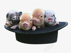 四个小猪小乳猪高清图片